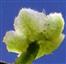  Calyx